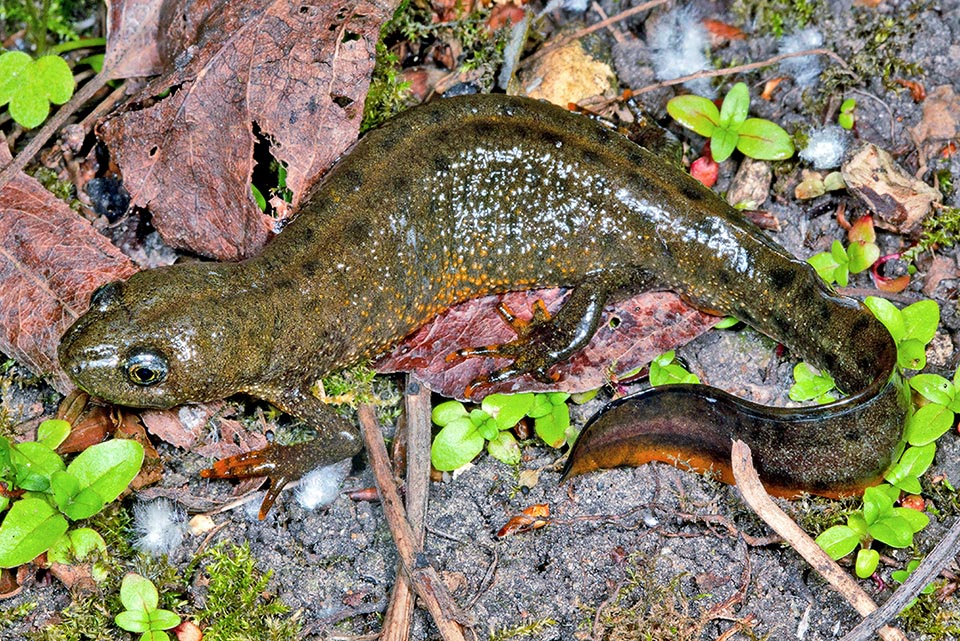 Femmina di Triturus cristatus nel sottobosco. Si notano le macchie scure sul dorso presenti in entrambi i sessi. Non ha la cresta del maschio ma la coda è più lunga e lo supera anche nel peso.