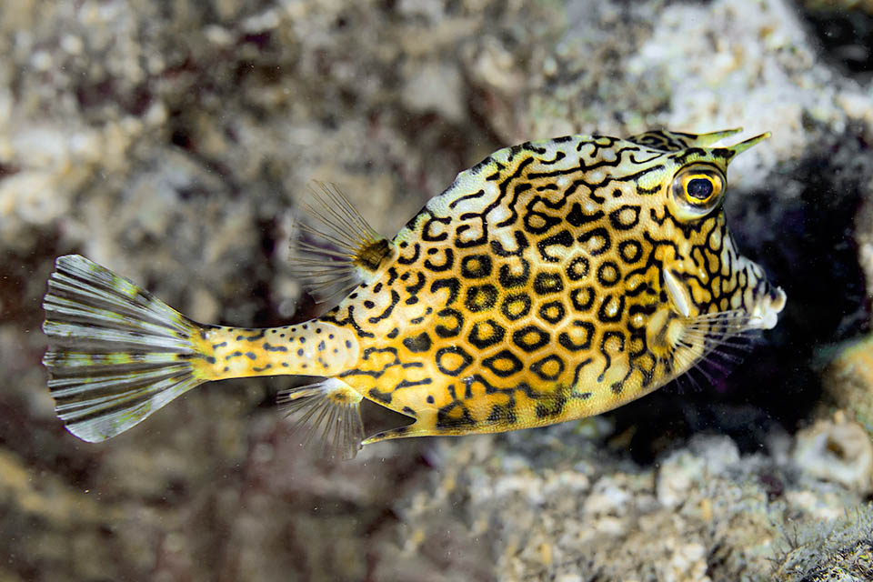 The rounded caudal fin, supported by a long peduncle, is the main motor of the fish helped by the pectoral ones © Allison & Carlos Estape.