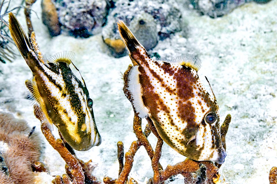 En période de reproduction Aluterus schoepfii nage souvent en couple mais certaines mâles peuvent entraîner à leur suite jusqu'à 5 femelles.