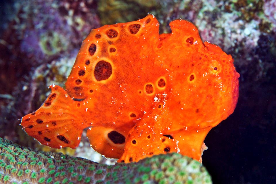 Typical of Antennarius multiocellatus is the big ocellum placed under a series of smaller occelli of the dorsal fin divided in four sections: the first has the spine transformed in fishing rod, the second is a thin fleshy protuberance with a spine; the third has a great outgrowth that hides a spine, whilst the last one, elongated, has, like the anal, only unarmed rays.