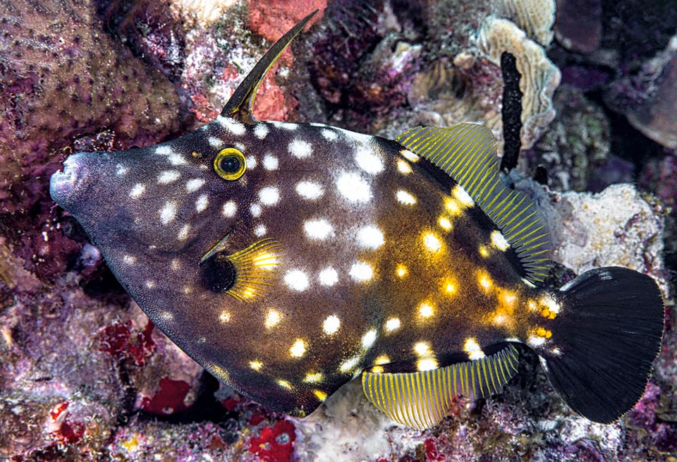 Celle-ci, par contre, est la livrée tachetée qui est à l'origine du nom commun de Poisson-lime américain à taches blanches.