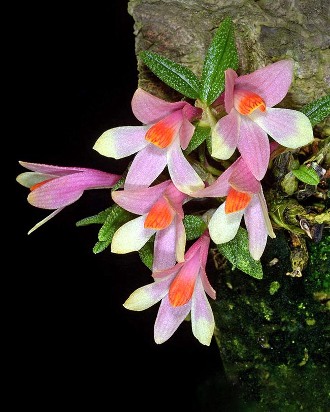 Sépales et pétales de Dendrobium cuthbertsonii peuvent être de la même couleur ou bicolores, à apex clair ou de couleur contrastant avec le labelle.