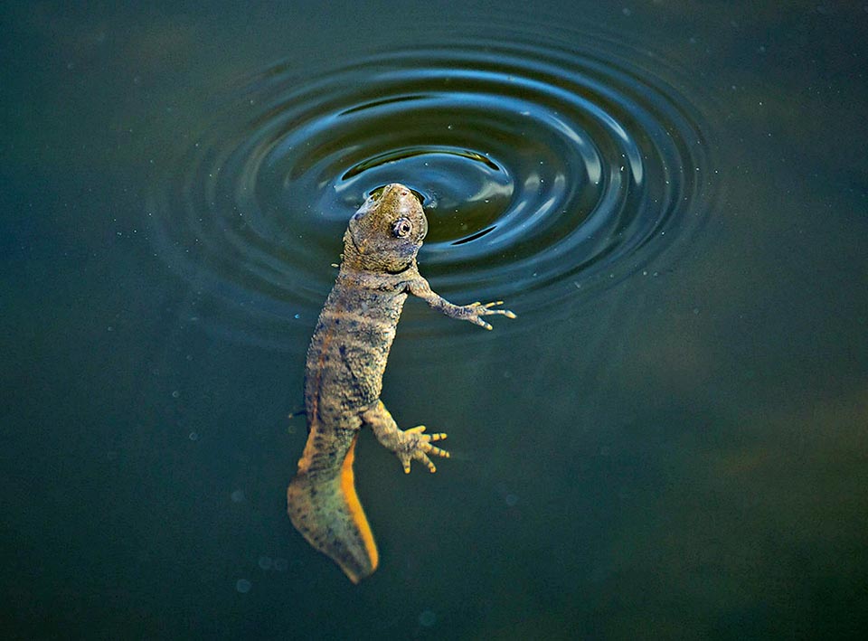 Cette femelle de Triturus cristatus affleure à la surface d'un étang pour respirer. Triturus cristatus passe 4 à 5 mois dans des eaux plus profondes que les tritons appartenant aux autres genres.