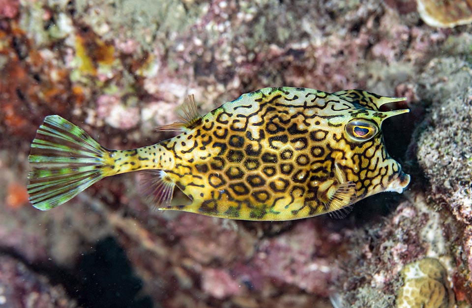 Acanthostracion polygonium chasse de petits invertébrés benthiques, surtout des crevettes, ou grignote des éponges, des alcyonaires et des tuniciers.