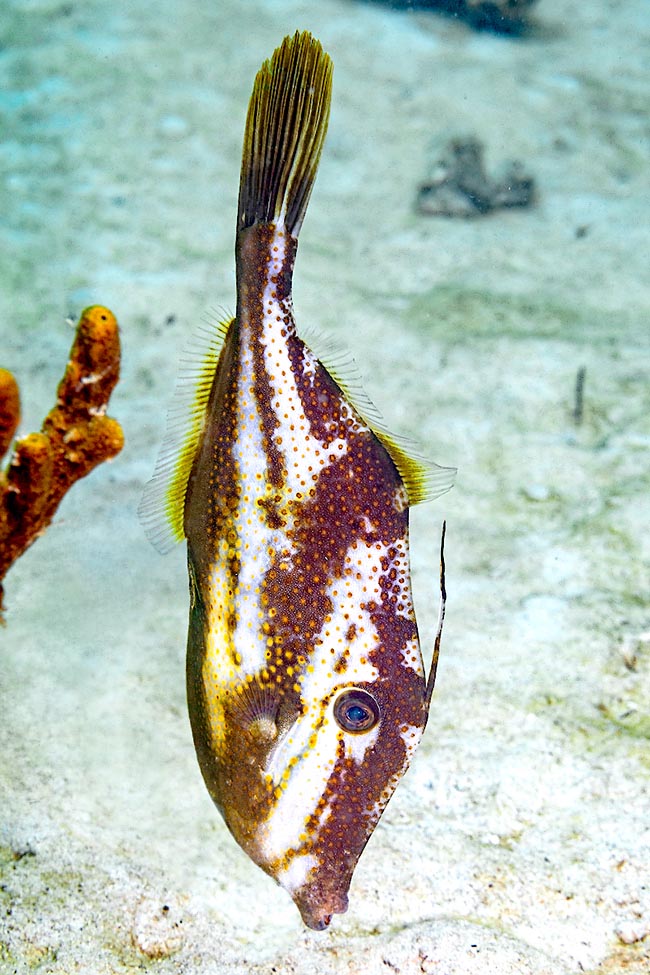 È il maschio che sceglie il luogo per deporre, un nido sul fondale dove la femmina può incollare anche 300 uova verdi..