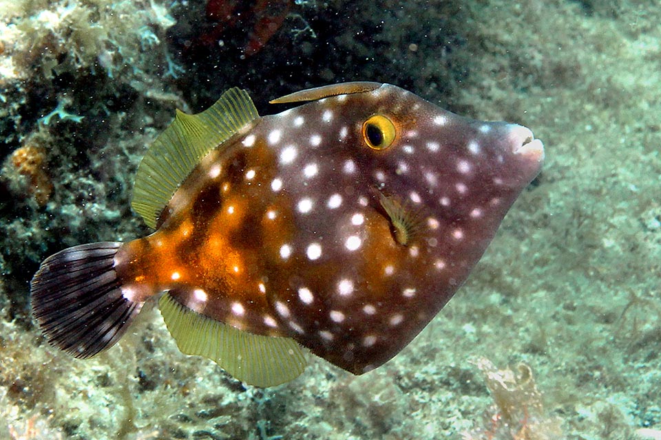 Les deux livrées de Cantherhines macrocerus peuvent se combiner ce qui accroît l'effet mimétique. À noter le ventre dilatable en pointe vers le bas qui fait paraître le poisson plus grand et donc plus difficile à avaler.