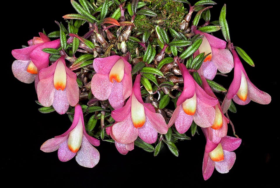 Outre les variations naturelles de couleur, de nombreux cultivars de Dendrobium cuthbertsonii obtenus par croisement par des horticulteurs arborent des fleurs plus grandes et de nouvelles couleurs.