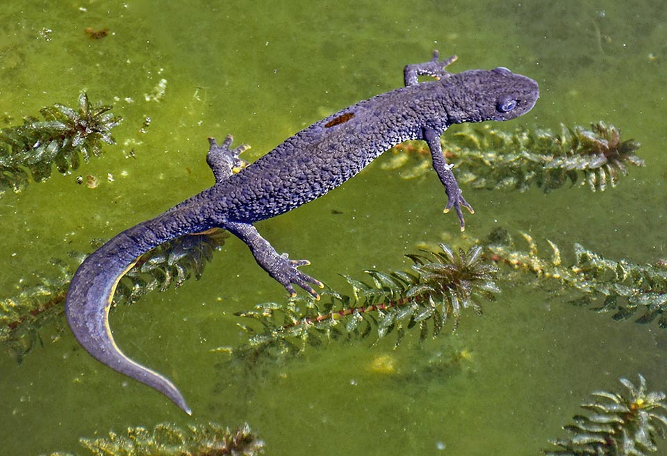 Ici elle nage à la surface à la recherche d'insectes et de mollusques mais elle mange aussi des œufs et de larves d'autres amphibiens.