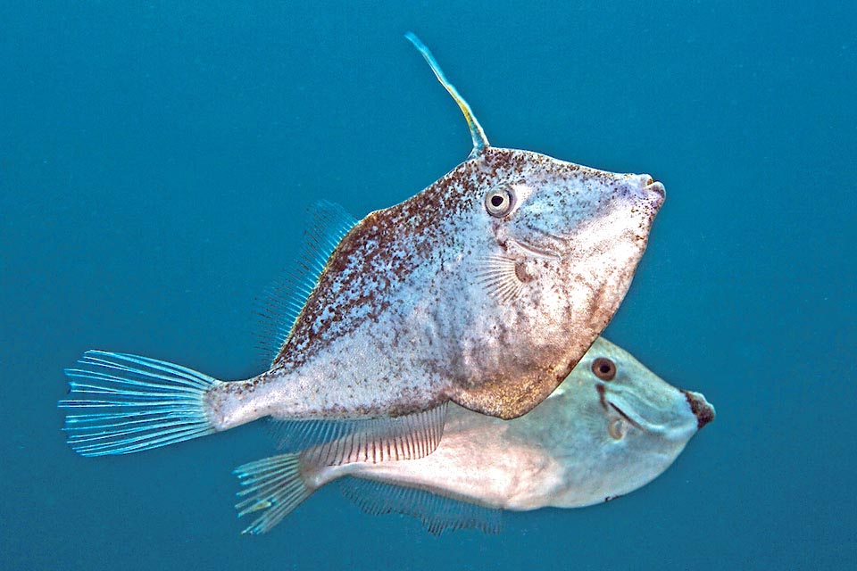 The couple stands guard boldly to the nest until hatching. The larvae rise to the surface and the young grow sheltered by wrecks or floating weeds, mainly sargassoes.