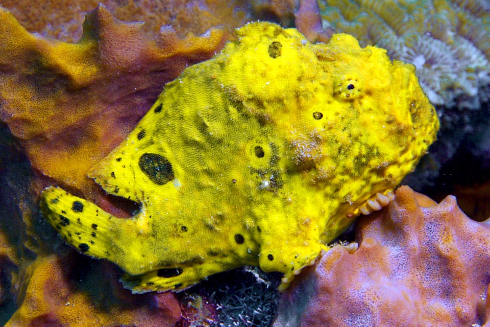 Better than a chameleon or other fishes, Antennarius multiocellatus livery can assume any colour imitating even in details the surrounding sponges, but the change is not instantaneous and may require weeks. On the other hand it's a decidedly lazy fishy who is not in a hurry, and when it finds a fishy site stays there for a long time.