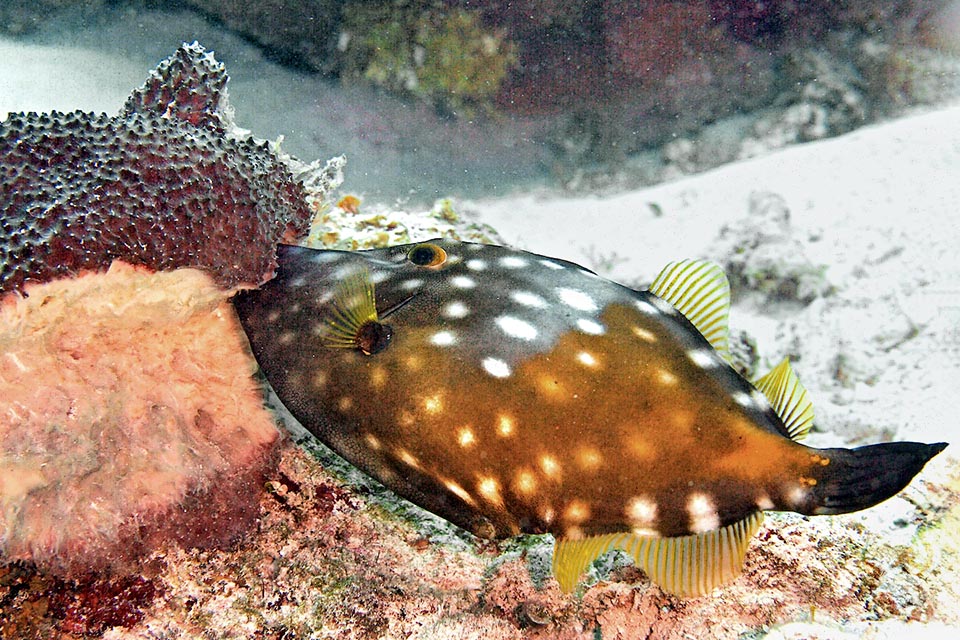 Cantherhines macrocerus is an omnivorous species. It eats algae but also, like here, sponges. Doesn't ignore hydroids and also devours the stinging coral polyps. 