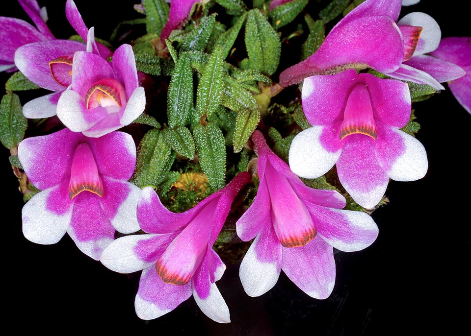 Bicolour variety with fuchsia sepals and petals, white at the tips. The labellum gets dark orange at the extremity.