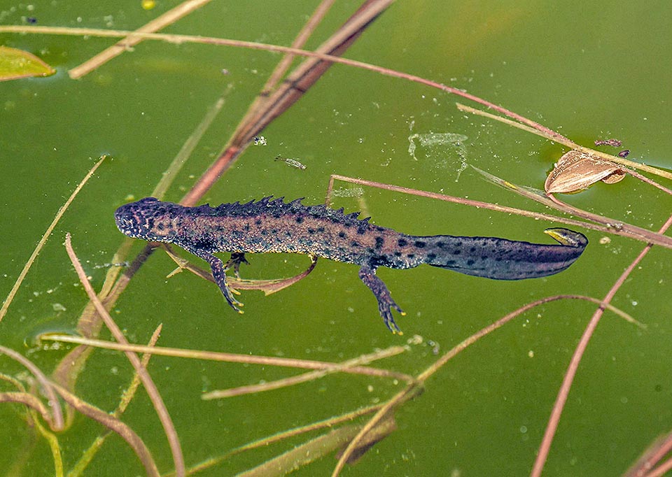 Un mâle de Triturus cristatus la rejoint. La fécondation se fait sous l'eau et suit un rituel précis où le mâle se dresse, majestueux, sur ses pattes avant et fouette la femelle de sa queue.