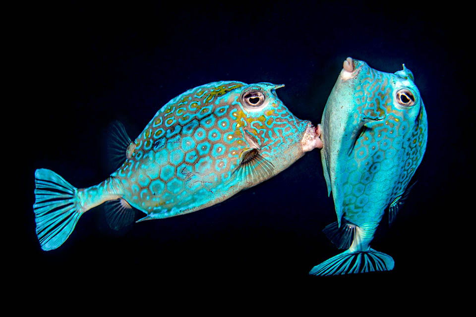 L'accouplement de de Acanthostracion polygonium est précédé d'une danse langoureuse avec des montées et des descentes répétées dans la colonne d'eau au-dessus. Les œufs et le sperme sont relâchés à la surface au crépuscule.