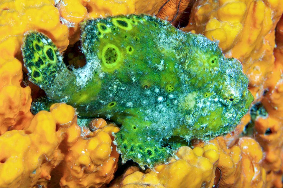 Cet Antennarius multiocellatus vert ne faisait manifestement que passer. Il a été pris en photo alors qu'il avance sur les pectorales et montre son profil qui contraste fortement avec le fond.