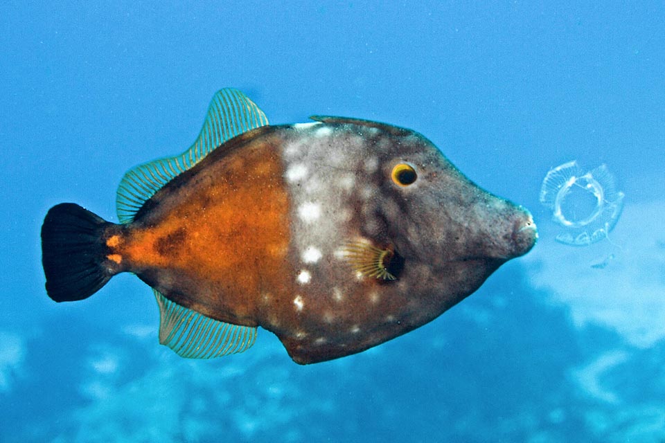 Ici Cantherhines macrocerus a mordu une petite méduse. On distingue les deux livrées superposées.