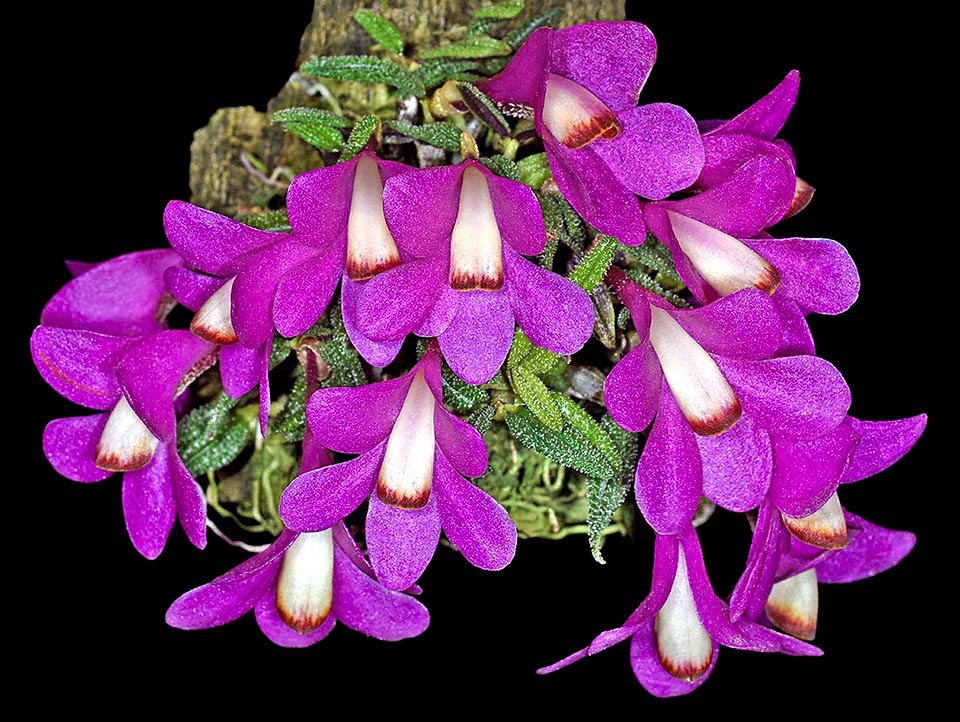 Ici, le fuchsia de Dendrobium cuthbertsonii tourne au violet. Le labelle très pâle est bordé d'orange foncé à son extrémité.