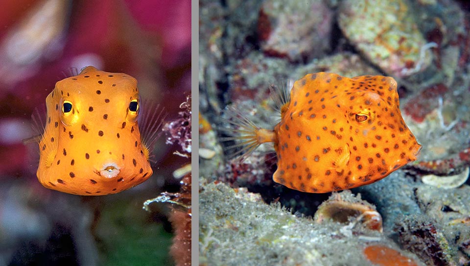 Larvae are planktonic. The few millimetres post larvae of Acanthostracion polygonium have an unusual cubic shape and when they reach the bottoms also the juvenile forms, with orange yellow livery and dark red spots that get thicker while growing, still have the look of a dice.