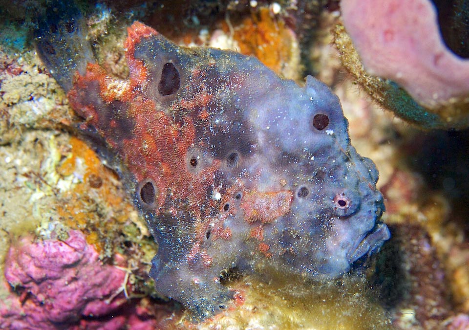 Antennarius multiocellatus may also appear white, black or spotty. Here a blue livery that probably is getting the hues of the adjacent sponges.