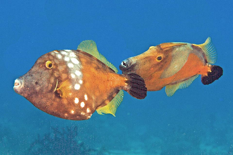 A couple of Cantherhines macrocerus. The male, right, is at once recognized by the bigger defensive spines on the caudal peduncle, preceded by orange bristles. This is the only evident dimorphism.