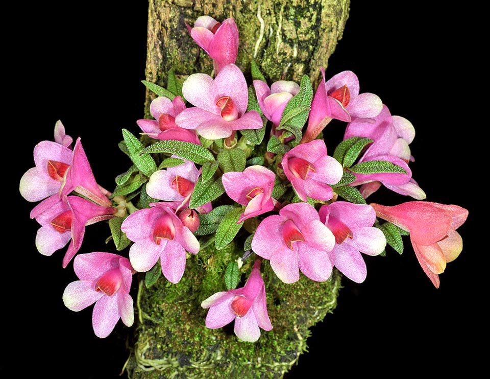 Le rose triomphe ici. De nombreux cultivars de Dendrobium cuthbertsonii ont reçu des récompenses prestigieuses.