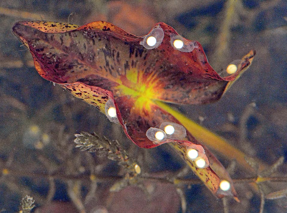 The eggs of Triturus cristatus are glued to aquatic plants with big leaves that hide them from the sight of the predators.