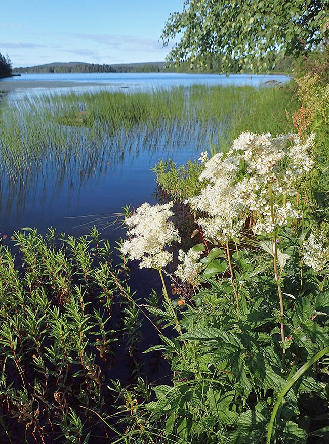 Très vaste, l'aire de Filipendula ulmaria s'étend de l'Europe à l'Extrême-Orient et du sud de la Russie à l'Iran.