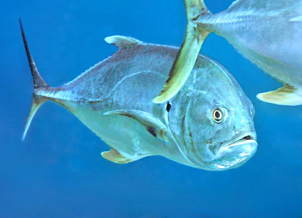 With its equine snout, Crevalle jack (Caranx hippos) lives in the tropical and subtropical waters of the Atlantic continental shelf, at times entering the Mediterranean.