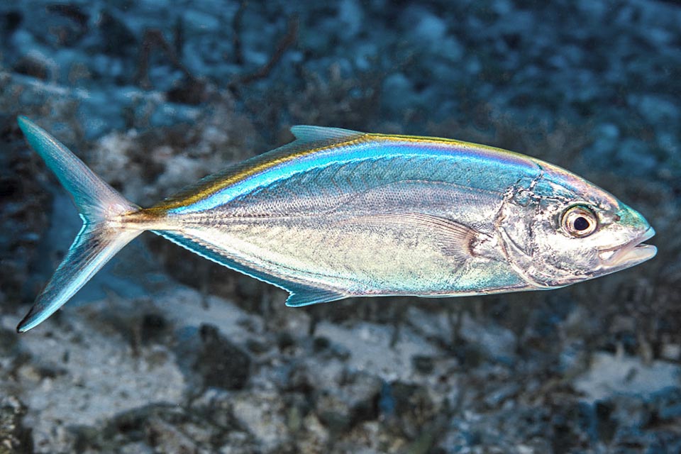 Long en général de 40 cm Caranx ruber est présent dans les eaux tropicales et subtropicales de l'Ouest de l'Atlantique.