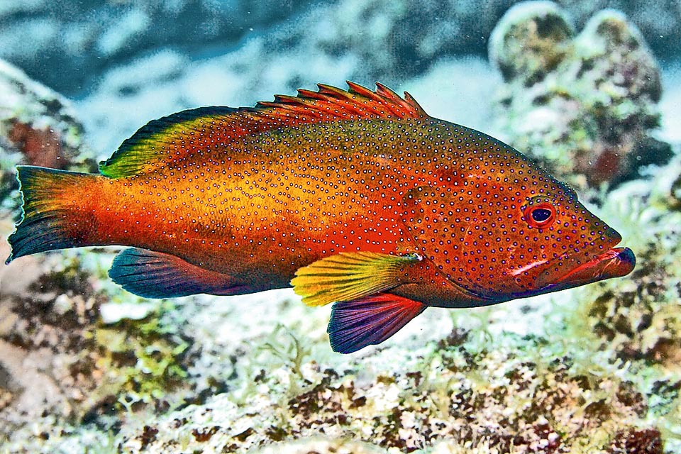 Seen like this Cephalopholis fulva looks like a gigantic grouper. The appearance is there but the current size is of about 25 cm.