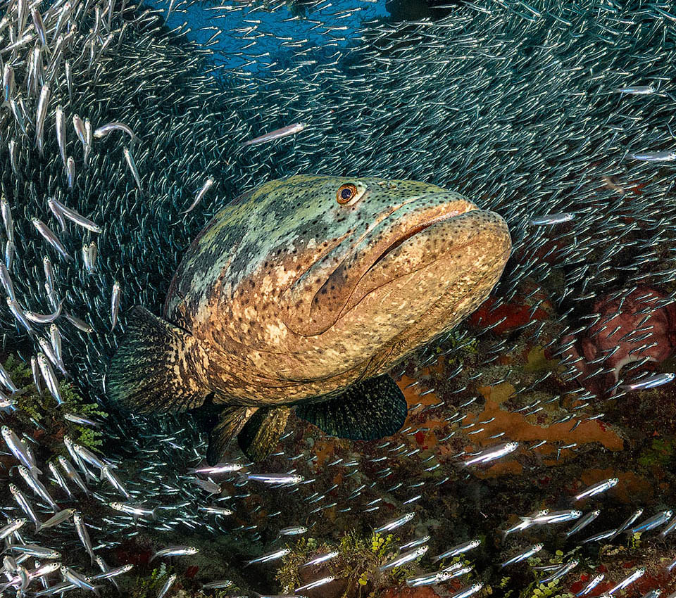 With 2,5 m of length and even 465 kg of weight, the Atlantic goliath grouper (Epinephelus itajara), stands among the biggest existing.