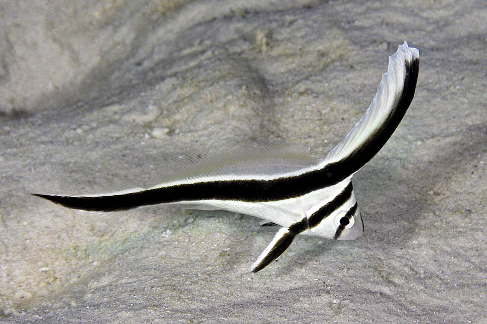 Detto Pesce coltello a serramanico, Eques lanceolatus è una specie caraibica che raggiunge le coste meridionali del Brasile.