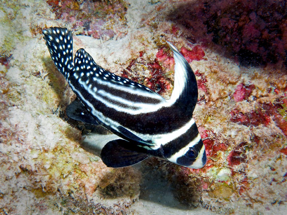 Known as Spotted drum, Spotted ribbonfish, Parish priest or Lord Abbot, Eques punctatus lives in the Caribbean up to north Brazil.