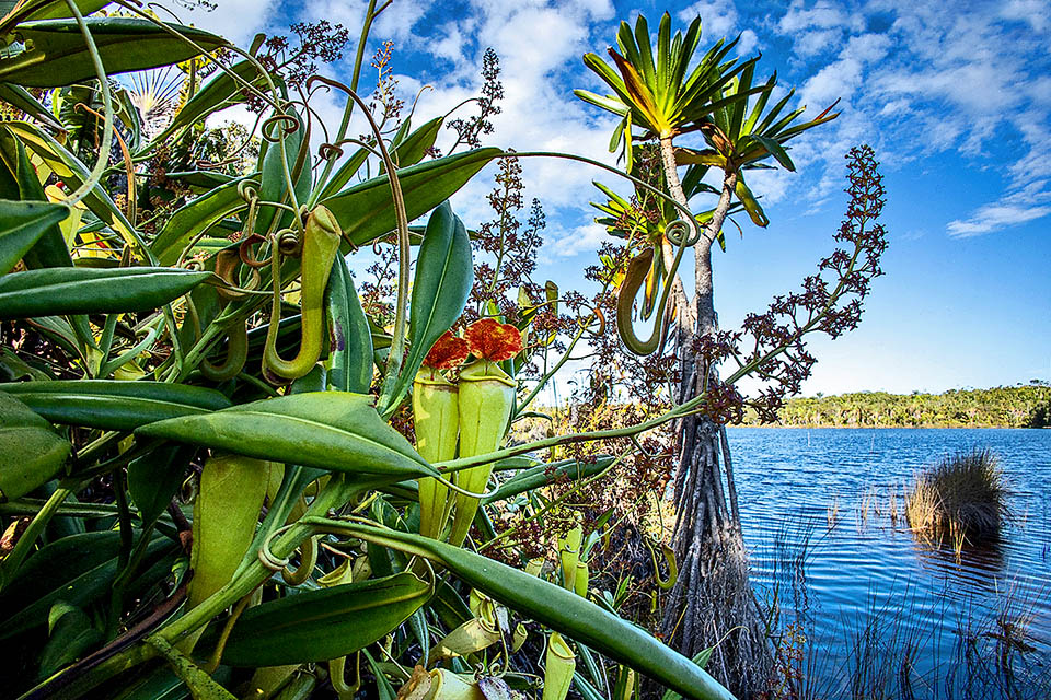 A menudo asociada con arroyos pantanosos y turberas, Nepenthes madagascariensis es endémica del este de Madagascar. El ambiente en el que vivimos es pobre en calor y se busca capturando pequeños animales con nieblas transformadas en pozos aéreos y basales, llamados ascidias, que contienen el líquido digestivo secreto de la planta.