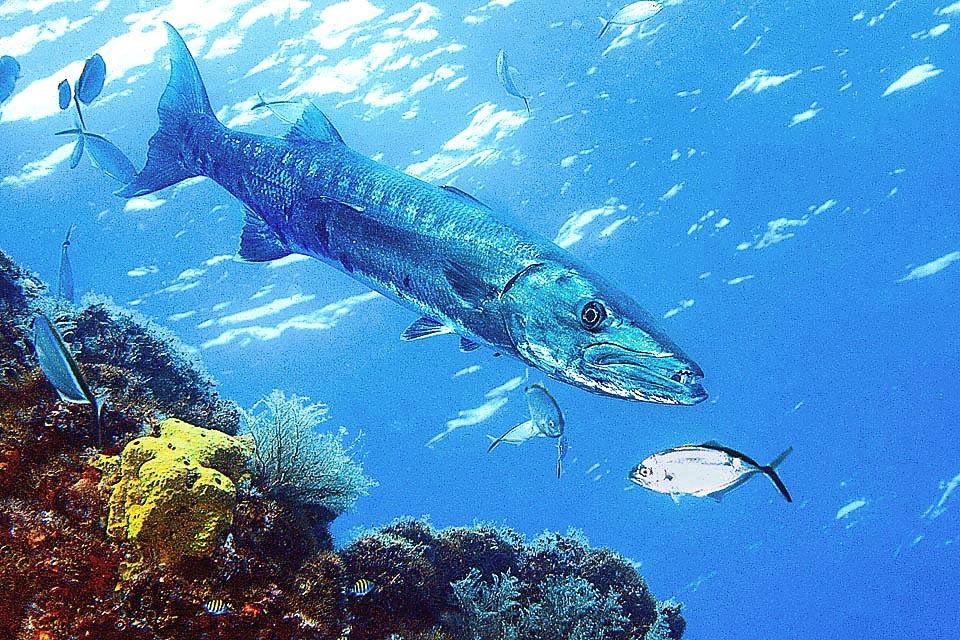 Anche il Grande barracuda (Sphyraena barracuda) può essere utile, perché alla sua vista i pesciolini scappano terrorizzati e Caranx ruber li acchiappa.