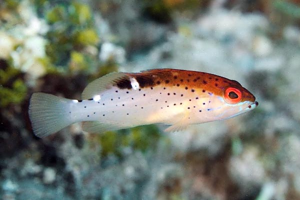 Los jóvenes de Cephalopholis fulva, con 4 puntos negros en el labio inferior, adoptan dos libreas a medida que crecen. En la primera, bicolor, tienen una mancha blanca brillante al inicio de los radios blandos dorsales y dos, junto a las negras del pedúnculo caudal.