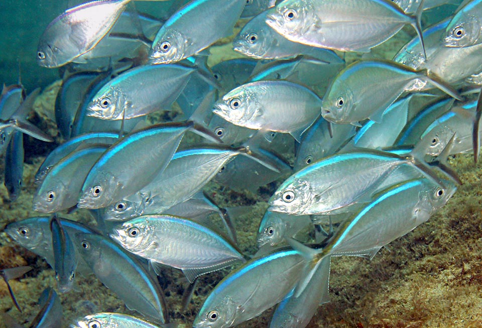 La riproduzione di Caranx ruber può avvenire tutto l’anno, con picchi in marzo-aprile e giugno-luglio. Anche se molto pescata, non è una specie in pericolo.