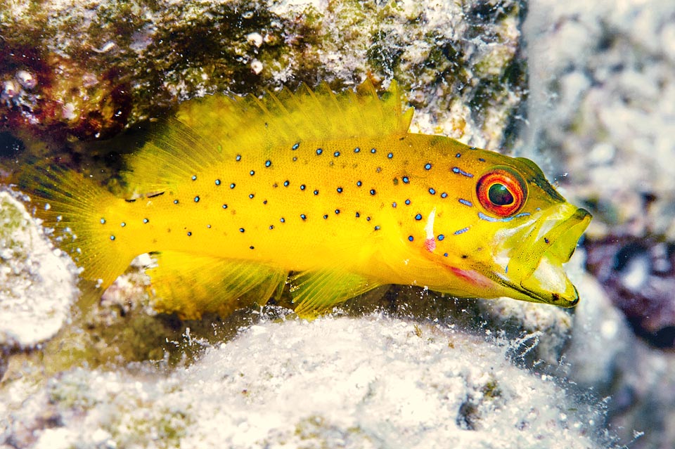 En la segunda, el pez se vuelve todo amarillo con puntos azules. Aunque es pescada por pescadores deportivos, Cephalopholis fulva no es una especie en peligro de extinción.