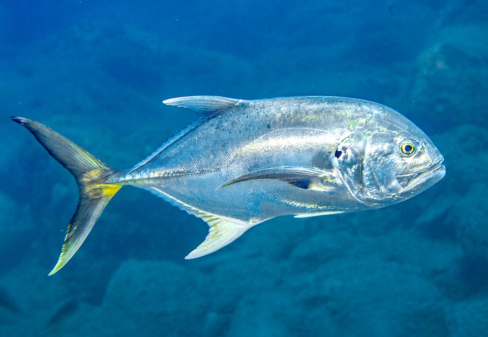 Lungo anche 124 cm, Caranx hippos si riconosce da tre caratteristiche macchie nere: sull’opercolo all’altezza dell’occhio, sui raggi inferiori delle pinne pettorali ed alla loro articolazione.