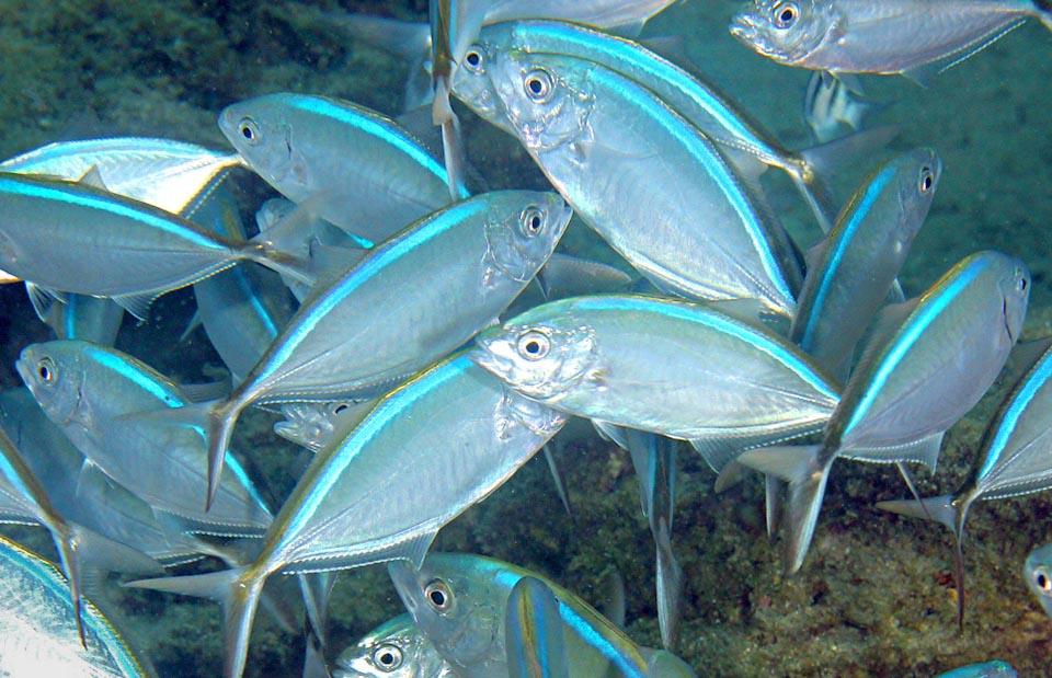 Caranx ruber is a benthopelagic species mainly moving in schools, often fragmented in small groups in mid-water or on the bottoms.