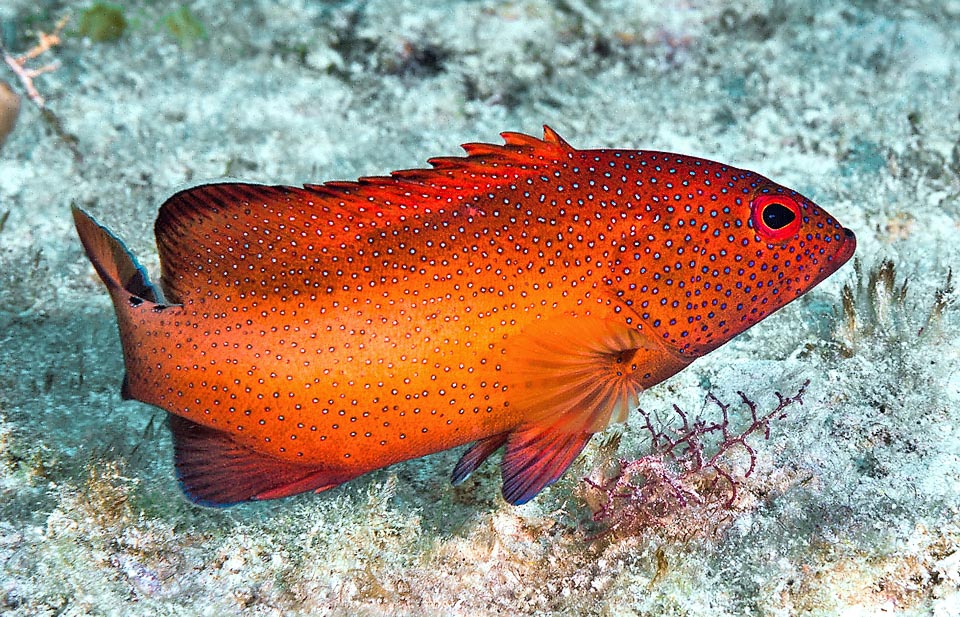 Cephalopholis fulva vive en el Atlántico occidental y se alimenta de peces y crustáceos. Esta es su librea normal, rojiza y ligeramente más clara tras el opérculo, que puede cambiar en un instante.