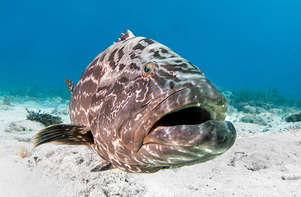 Epinephelus itajara lives in America, from Florida to the southern coasts of Brazil, and in Africa from Senegal to Congo.