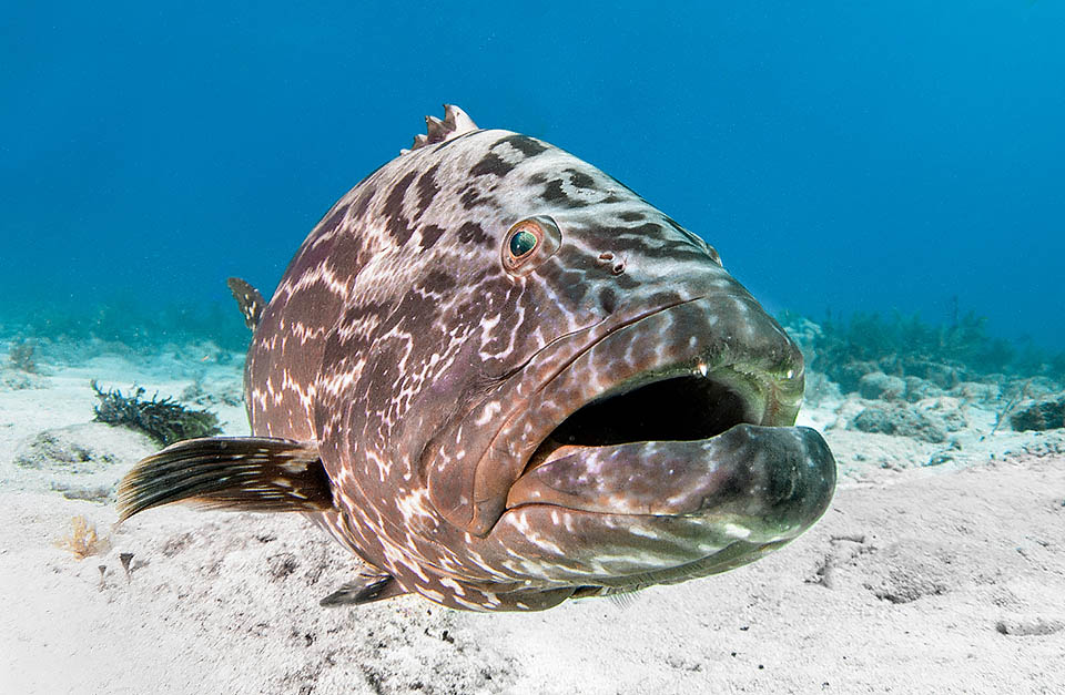 Epinephelus itajara vit en Amérique, de la Floride aux côtes Sud du Brésil, et en Afrique du Sénégal au Congo.