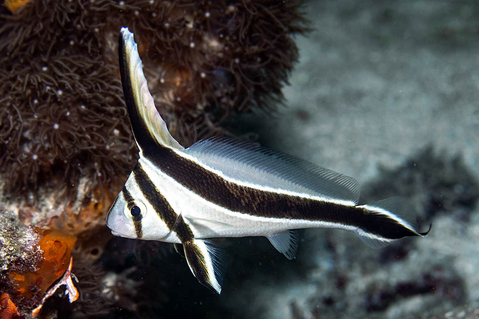 The livery of Eques lanceolatus shows three dark brown bands, almost black, white edged. The first crosses vertically the eye, the second begins from the nape and reaches the fore part of the pelvic, whilst the last, wider, begins on the outer side of the first dorsal fin and goes along the whole body reaching the extremity of the caudal fin.