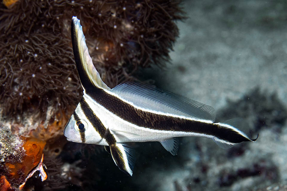 La livrea presenta tre fasce marrone scuro, quasi nero, bordate di bianco. La prima attraversa verticalmente l’occhio, la seconda parte dalla nuca e raggiunge la parte anteriore delle pelviche, mentre l'ultima, più larga, inizia sul lato esterno della prima pinna dorsale e corre lungo tutto il corpo raggiungendo l'estremità della pinna caudale.