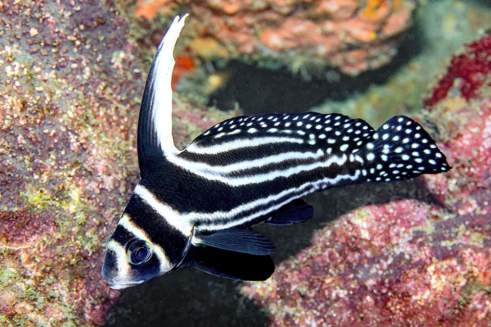 Hidden during the day in the crevices of the reefs, goes out at night to hunt small crustaceans and worms. Eggs and larvae are pelagic.