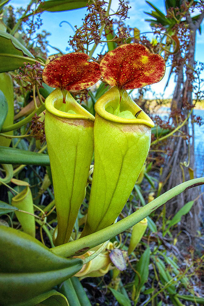 So as not to dilute it too much when it rains, ascidia have a lid. In the aerial ones of Nepenthes madagascariensis it's red and rich in nectariferous glands on the lower side to attract the attention of the flying insects.