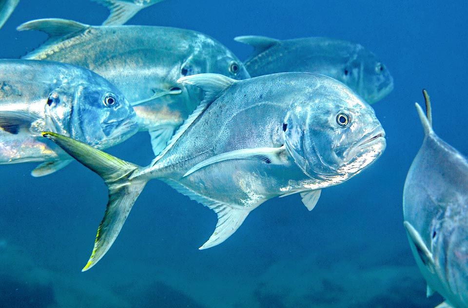 Caranx hippos nuota per lo più al largo, fra 1 e 200 m di profondità, ma anche lungo le coste su fondali sabbiosi, praterie sommerse, formazioni madreporiche e alla foce dei fiumi.