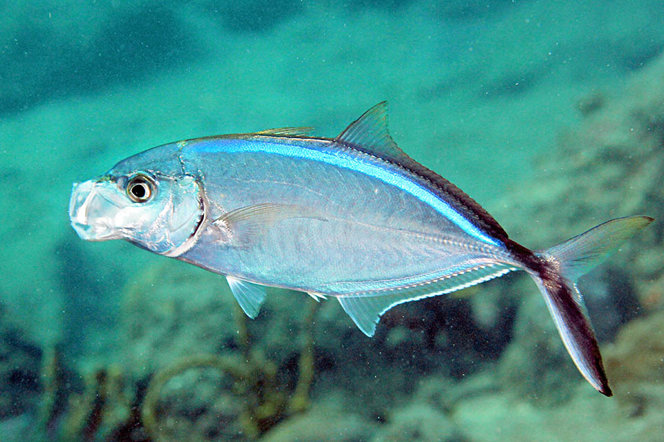 On note ici toutes les caractéristiques de Caranx ruber : la longue barre dorsale noire qui traverse le pédoncule et le lobe inférieur de la nageoire caudale flanquée d'une barre bleu électrique, la caudale et les pectorales fourchues pour des évolutions rapides, la bouche protractile, les 2 minuscules épines ventrales et la première nageoire dorsale.