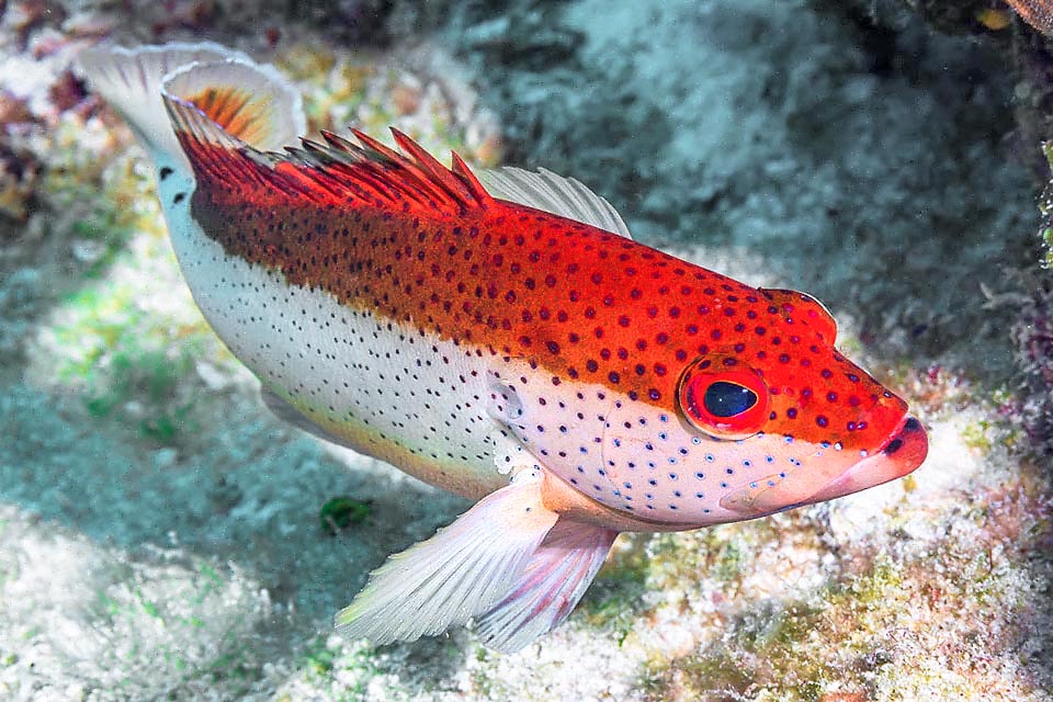 When stressed or excited in fact Cephalopholis fulva appears like this. The only constant are 2 black spots on the back of the caudal peduncle and 2 more, here well visible, on the lower lip.